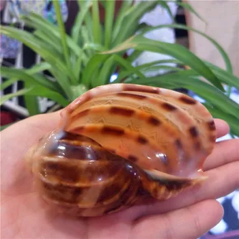 Prírodné 6-8 cm klavír conch kreatívne svadobné ozdoby akvárium terénne výrobcov schválené conch shell harfa slimák