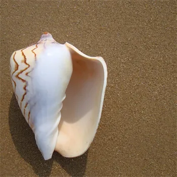 15-18 CM Cymbiola Nobilis Prírodné Seashell bytového zariadenia, Ozdoby Veľké Conch Škrupiny Plavidlá, Svadobné Dekorácie